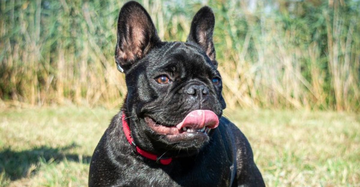 The Breed Standards vs Welfare Debate Is Heating Up Again 10 Breeds Always Pulled Into the Argument