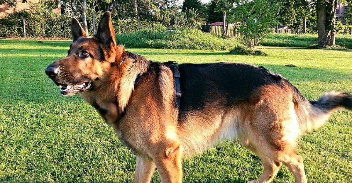 The Canine Gut Brain Link Is Shocking Researchers 11 Breeds Often Mentioned in Microbiome Studies