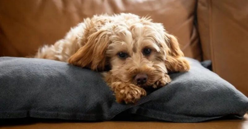 The Crate Debate Is Back 11 Red Flags Your Dog Isnt Settling Theyre Panicking