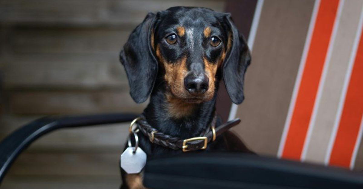 The Daycare Vaccine Requirements Debate Is Heating Up 12 Breeds Most Often Mentioned in Boarding Rule Fights