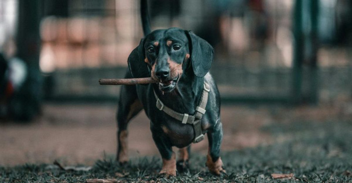 The Dog Allergies Conversation Is Spiking 11 Breeds Owners Mention in Itchy Skin Threads