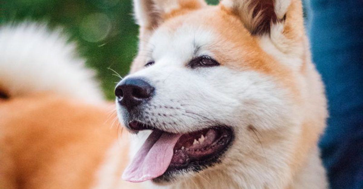 The Dog Body Language Craze Is Exploding 10 Breeds People Misread the Most
