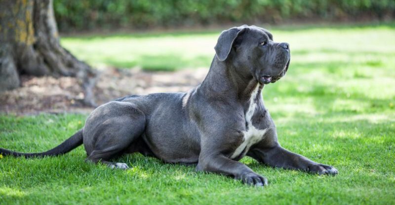 The Dog Doesnt Like Kids Debate Is Trending 10 Breeds Owners Mention in Boundary Threads