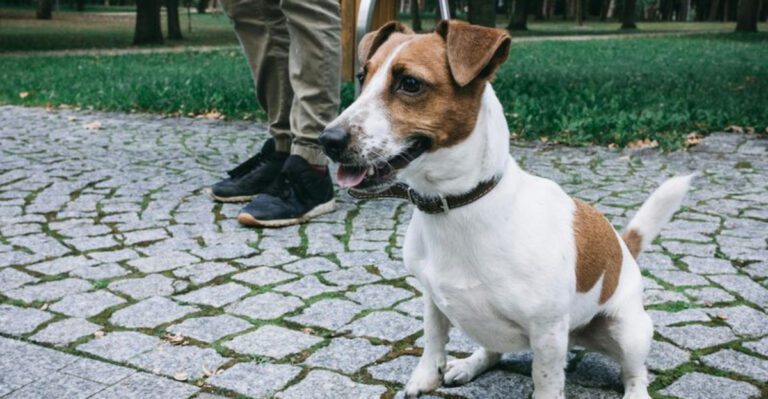 The Dog Doesnt Respect Me Trend 12 Breeds Owners Misinterpret When Its Just Training Gaps dog news