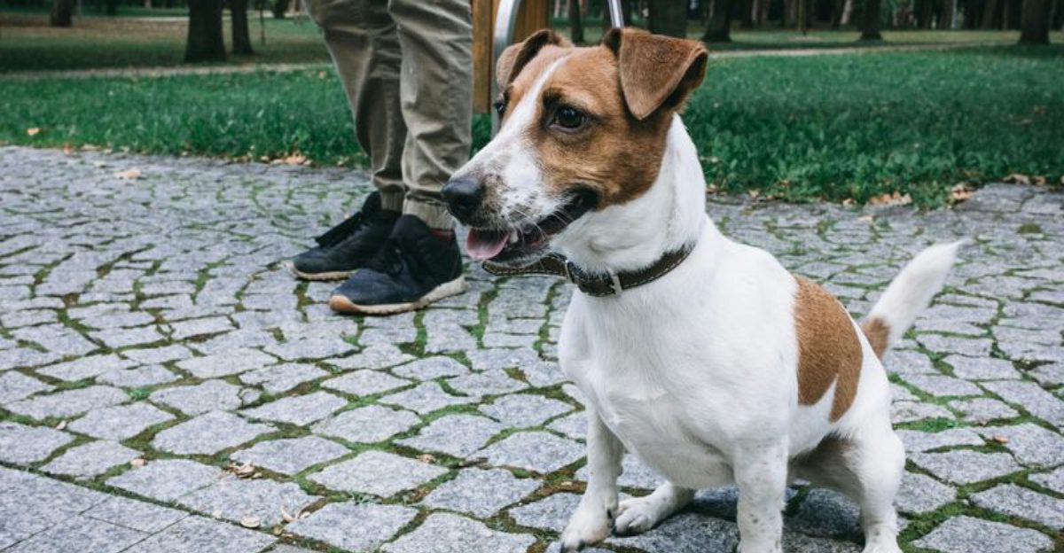 The Dog Doesnt Respect Me Trend 12 Breeds Owners Misinterpret When Its Just Training Gaps