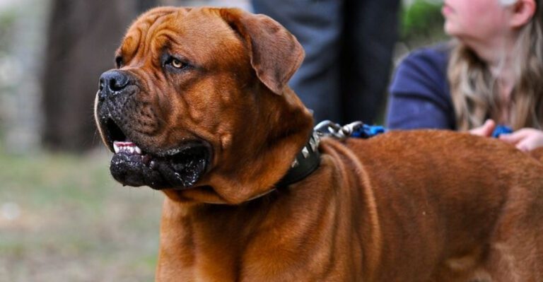 The Dog Doesnt Want Dog Friends Argument 10 Breeds Owners Say Prefer Distance dog news