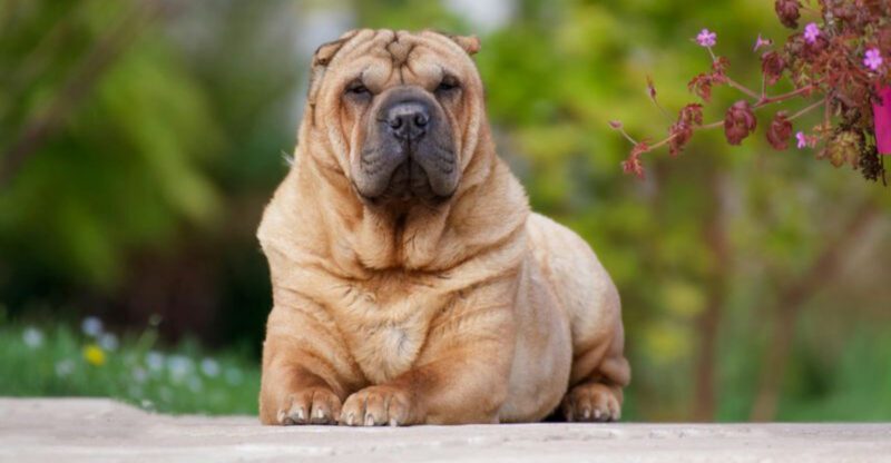 The Dog Flu Map Trend Is Back 12 Breeds Owners Are Now Being Extra Careful With