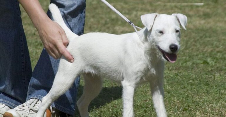 The Dog Is Too Smart for This House Trend 10 Breeds Owners Mention in Burnout Posts dog news