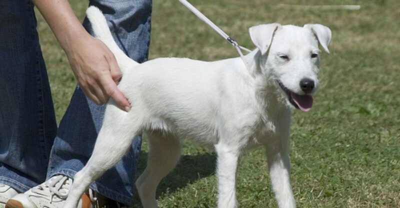 The Dog Is Too Smart for This House Trend 10 Breeds Owners Mention in Burnout Posts