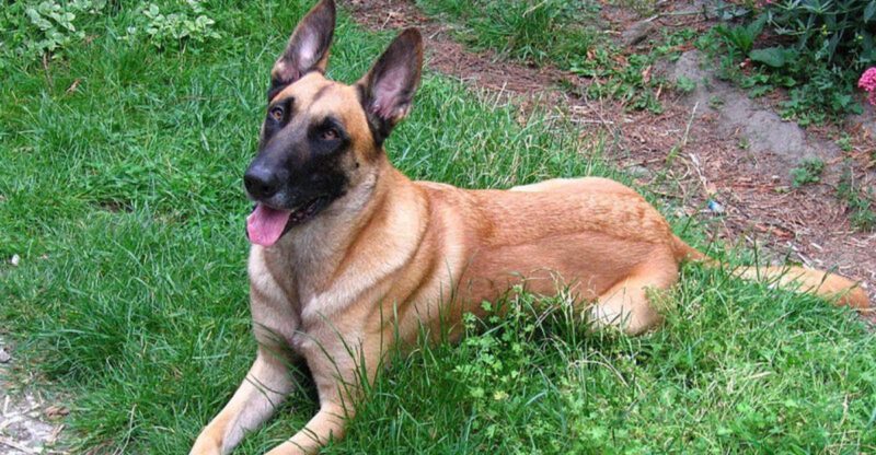 The Dog Manners in Public Debate Is Back 12 Breeds Owners Say Get Judged Instantly