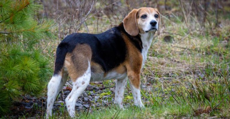 The Dog Memory Debate Is Trending 12 Breeds Owners Say Dont Forget Anything dog news