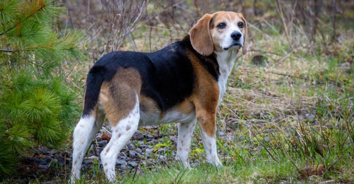 The Dog Memory Debate Is Trending 12 Breeds Owners Say Dont Forget Anything