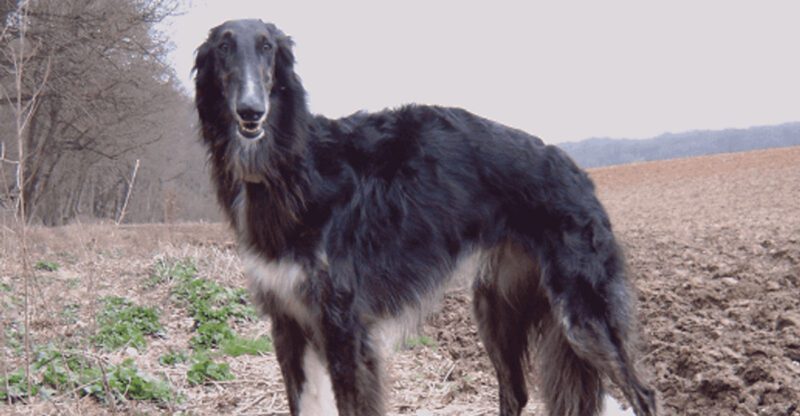 The Dog Park Friendly Myth 10 Breeds That Often Prefer Structure Over Chaos