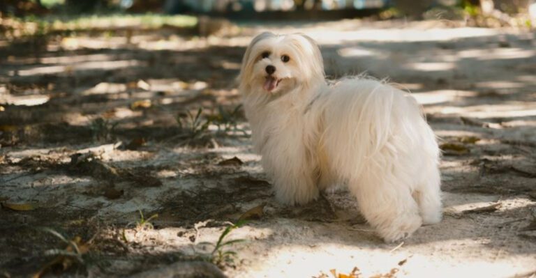 The Dog Refuses to Walk Debate 10 Breeds Owners Say Arent Being ‘Stubborn dog news