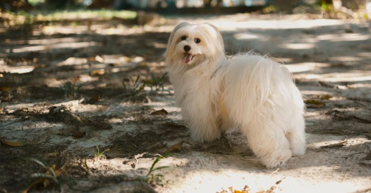 The Dog Refuses to Walk Debate 10 Breeds Owners Say Arent Being ‘Stubborn