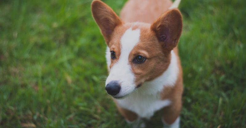 The Dog Sleep Tracking Craze 10 Breeds Owners Say Have the Weirdest Sleep Patterns