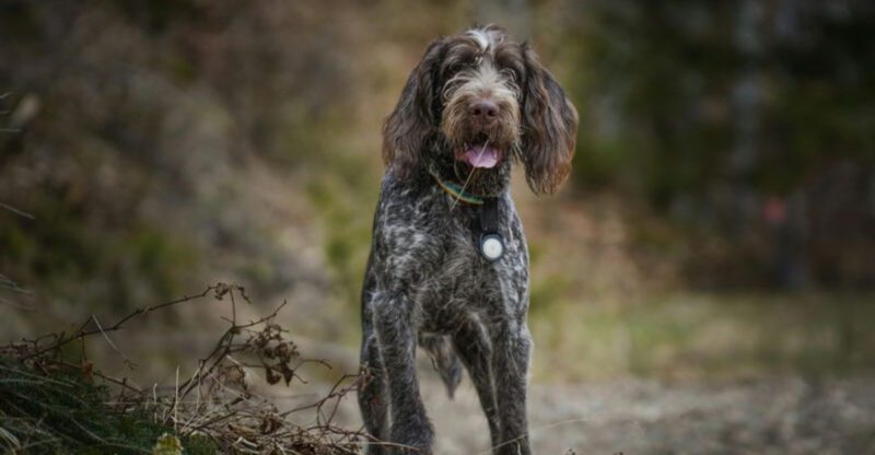 The Dogs People Choose When Theyre Done With Beginner Breeds