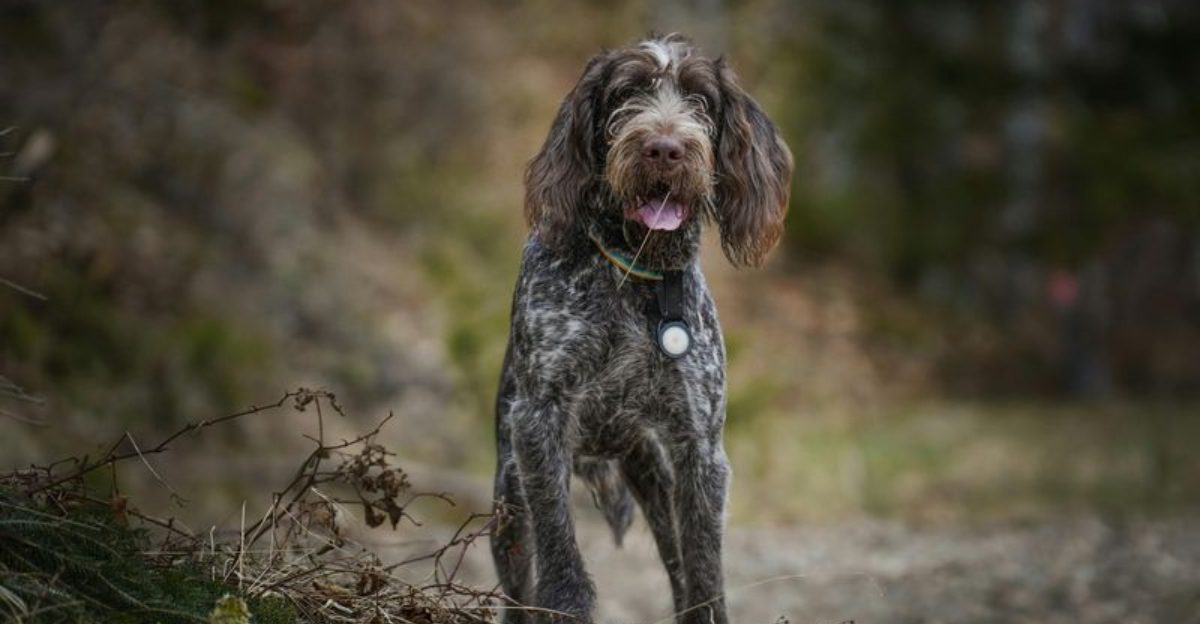 The Dogs People Choose When Theyre Done With Beginner Breeds