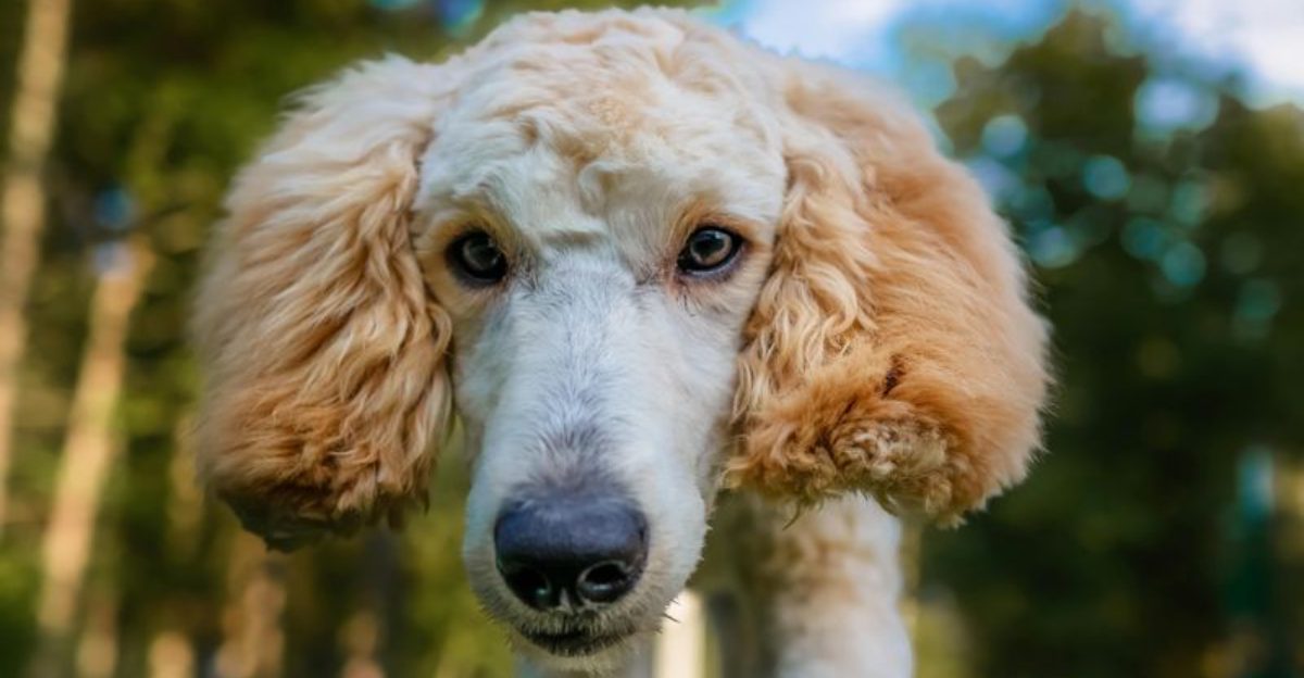 The Doodle Debate Isnt Dying 12 Breeds People Keep Crossing Then Acting Shocked by the Results