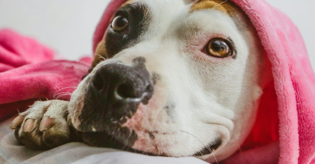 The Gentle Label Is Too Simple 11 Breeds That Stay Soft but Set Clear Boundaries