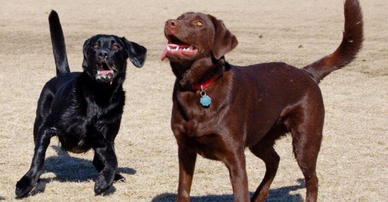 The Gluten Free Dog Trend Is Spreading 10 Breeds People Constantly Link to Food Sensitivities