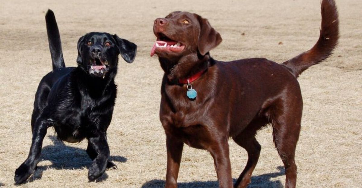 The Gluten Free Dog Trend Is Spreading 10 Breeds People Constantly Link to Food Sensitivities