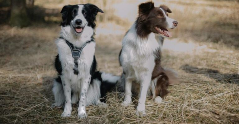 The Harness vs Collar Fight Is Back 11 Breeds Owners Argue About Most dog news