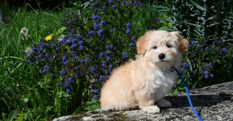 The Healthier Than Average Conversation Is Shifting 12 Breeds Owners Keep Bringing Up