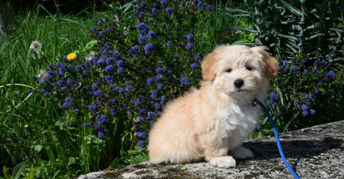 The Healthier Than Average Conversation Is Shifting 12 Breeds Owners Keep Bringing Up