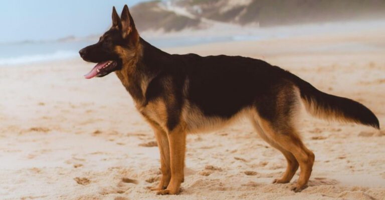 The Herding Habit Nobody Warns You About 12 Breeds That Nip Circle and Control dog news