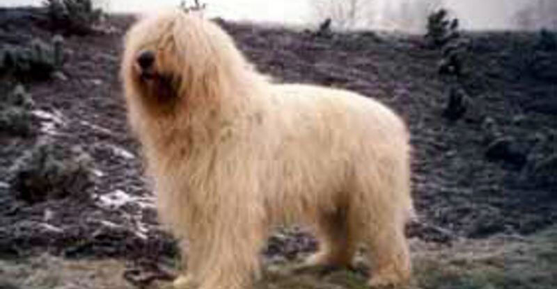 The Heritage Guardian Dogs People Are Researching More Carefully