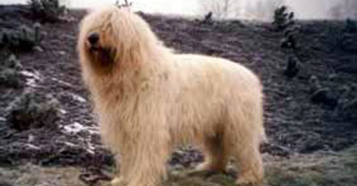 The Heritage Guardian Dogs People Are Researching More Carefully