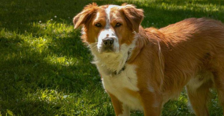 The Internet Overhypes Easy Mode Dogs 13 Breeds That Reward Patience More Than Quick Tricks dog news