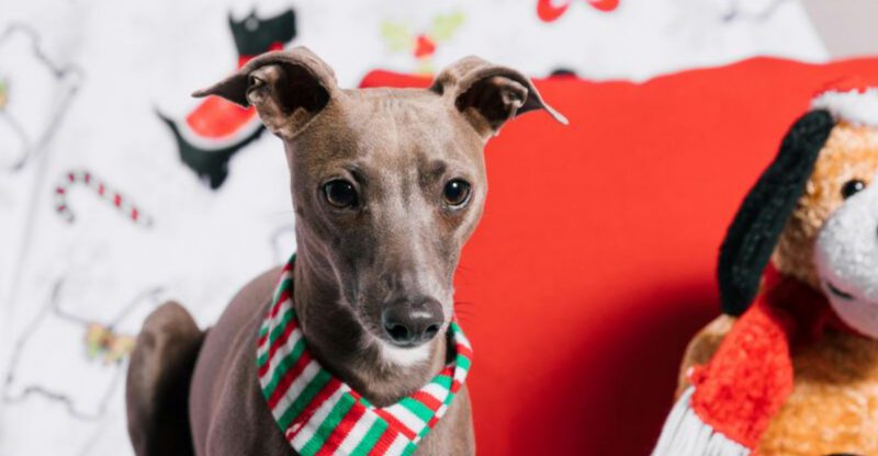 The Low Odor Home Trend Is Real 9 Breeds Owners Say Stay Fresher Between Baths