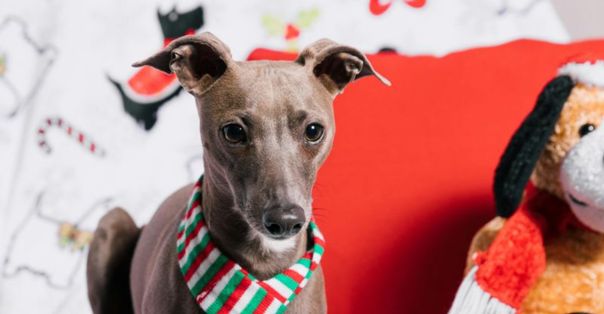 The Low Odor Home Trend Is Real 9 Breeds Owners Say Stay Fresher Between Baths