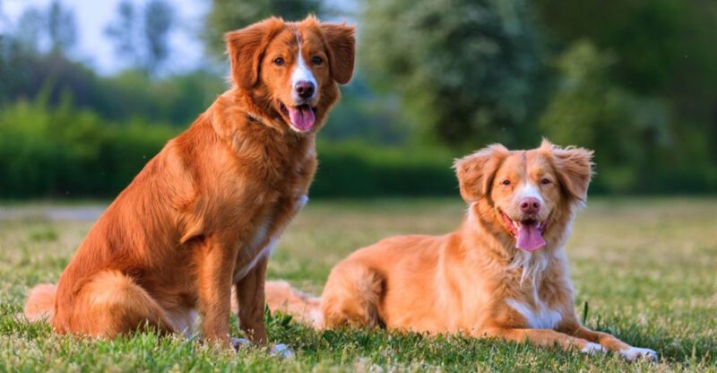 The Mud Season Paw Debate 10 Breeds Owners Say Need Routine Foot Care Or It Gets Ugly Fast