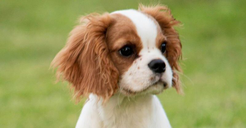 The My Dog Wont Let Me Clip Nails Panic 12 Breeds Owners Say React the Hardest