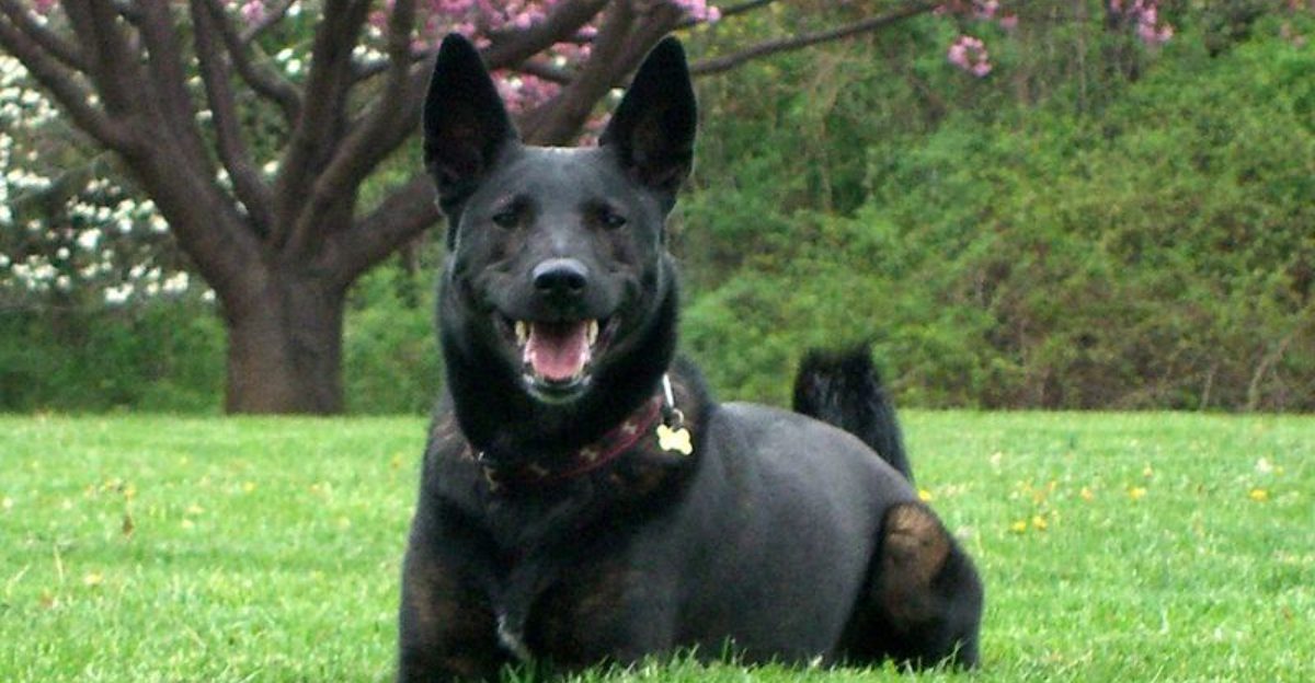 The My Dog Wont Stop Staring Trend Is Creeping People Out 10 Breeds Mentioned Most