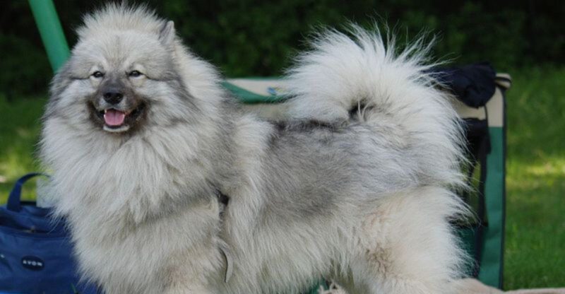 The My Dog Wont Stop Whining Trend 10 Breeds Owners Say Get Stuck in Vocal Loops