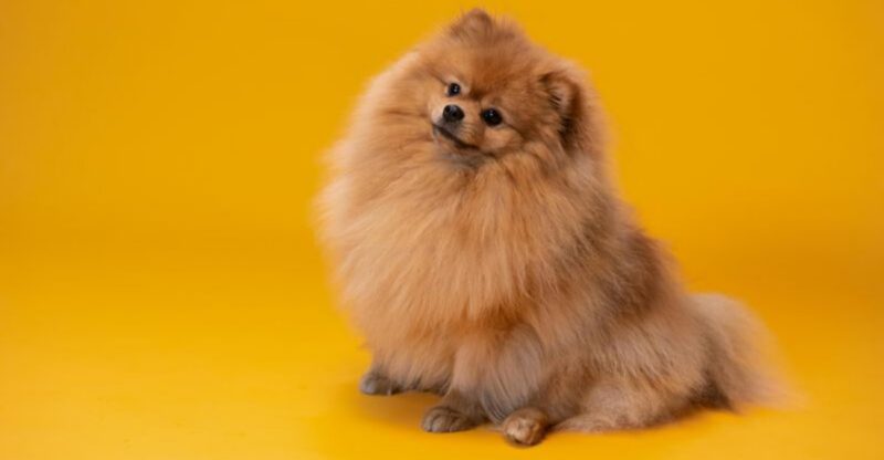 The Mystery Dog Illness Conversation Is Back 12 Breeds Owners Mention Most in Daycare Exposure Threads
