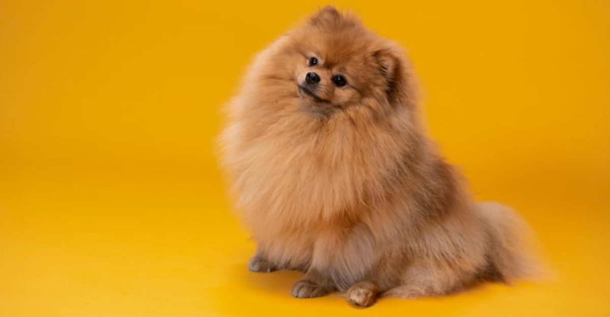 The Mystery Dog Illness Conversation Is Back 12 Breeds Owners Mention Most in Daycare Exposure Threads