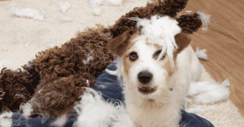 The Night Zoomies Topic Is Everywhere 10 Reasons Dogs Go Wild at Evening