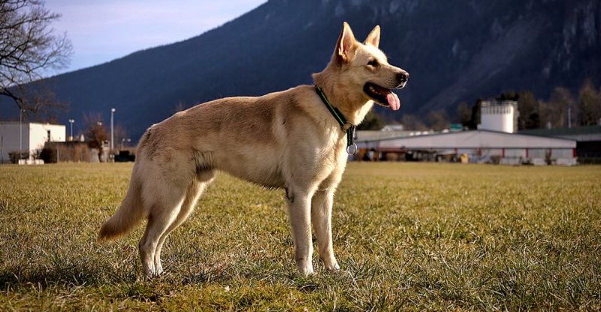 The One Person Handling Trend – 10 Breeds That Prefer Fewer Clear Signals