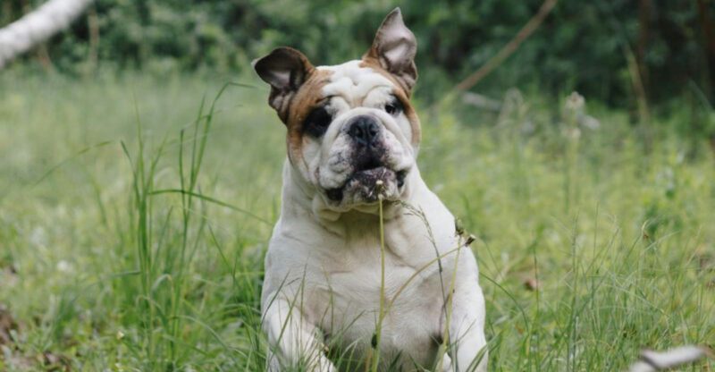 The Overbreeding vs Demand Argument Wont Stop 11 Breeds Most Linked to Boom and Bust Trends