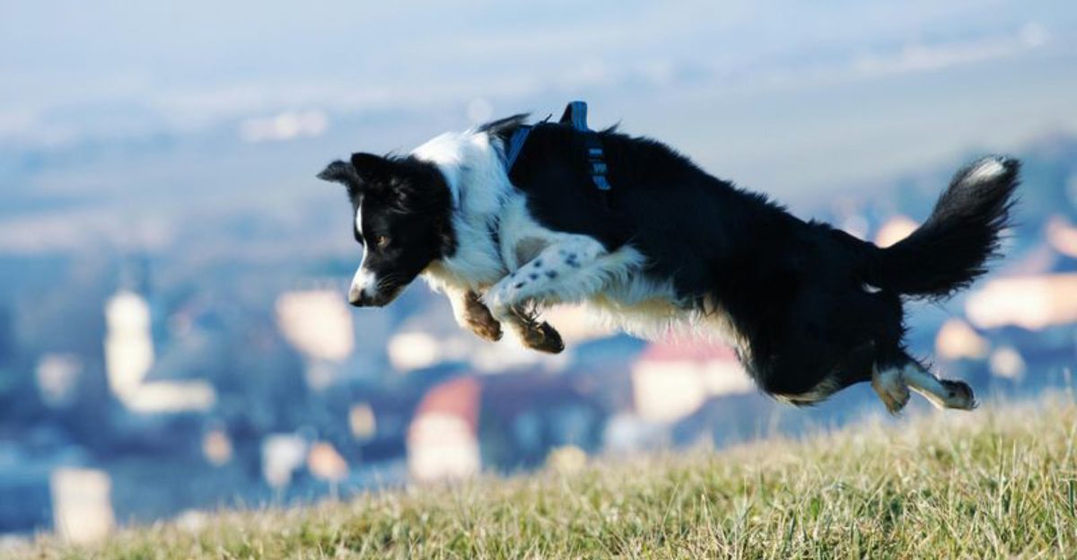 The Owner Guilt Trend 10 Breeds People Say Notice When Youre Mentally Checked Out