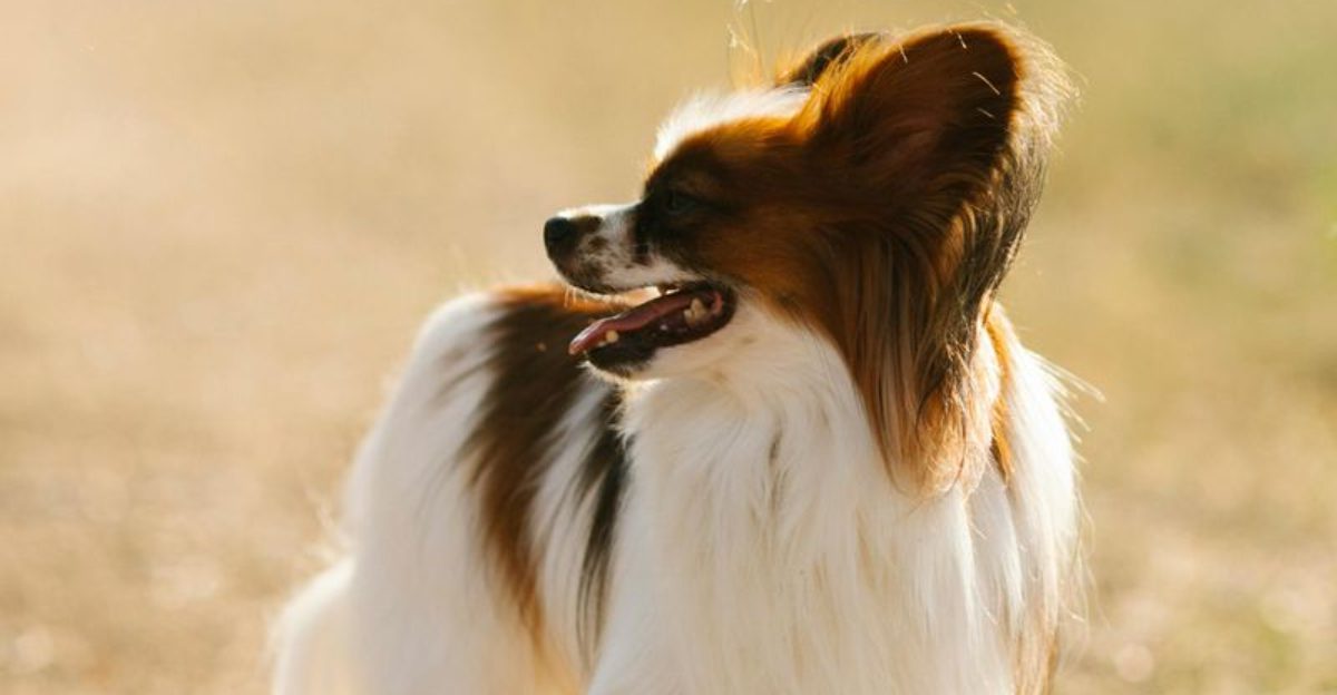 The Personality First Trend Is Real 11 Breeds Famous for One Predictable Quirk