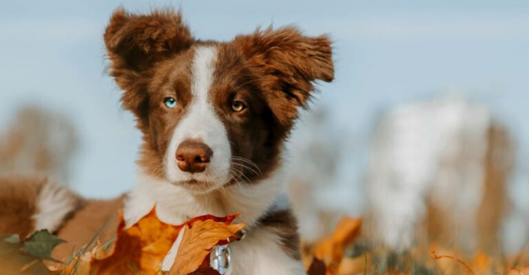 The Puppy Fear Period Conversation Is Everywhere 11 Breeds Owners Say Surprise Them dog news