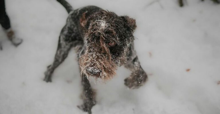 The Rare Breed Revival Is Real 13 Breeds People Are Suddenly Searching Again dog news