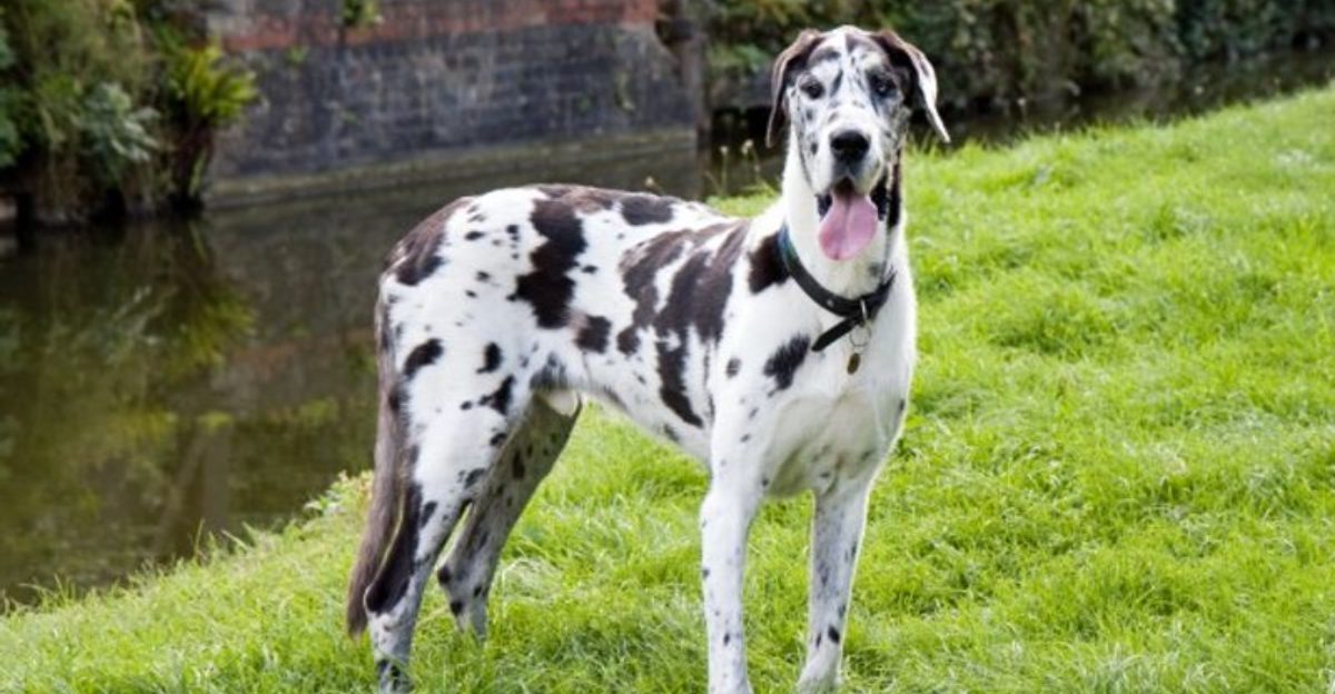 The Service Dog Vest Confusion Is Exploding Online 10 Breeds Most Often Seen in Working Dog Gear