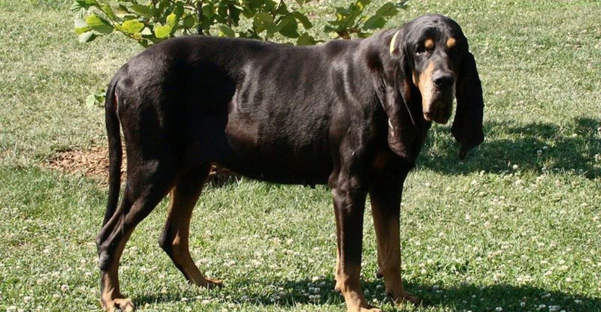 The Small Hound Trend Is Real 14 Compact Scent Dogs Showing Up in More Homes